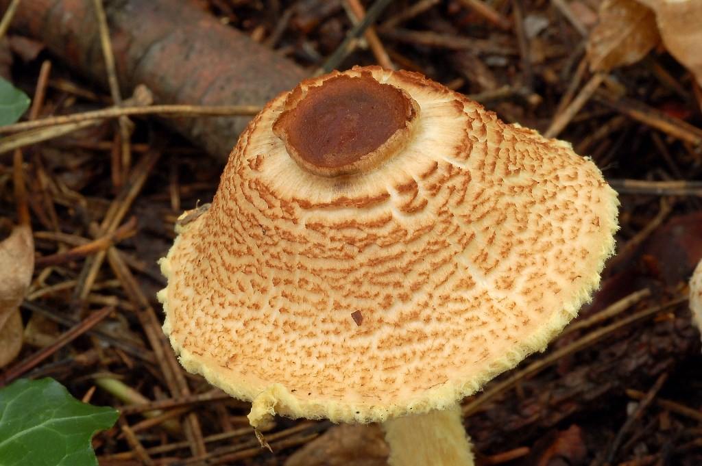 Lepiota.